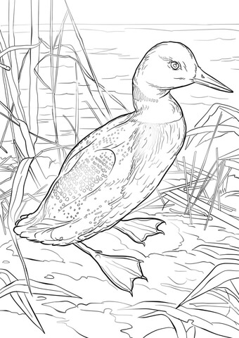 Common Loon Coloring Page